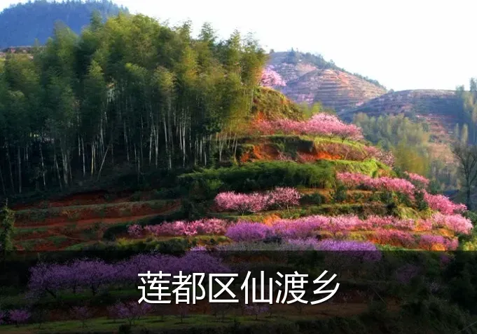 莲都区仙渡乡